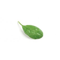 Spinacino